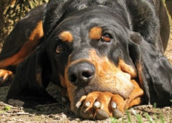 Are Black and Tan Coonhound Good With Cats