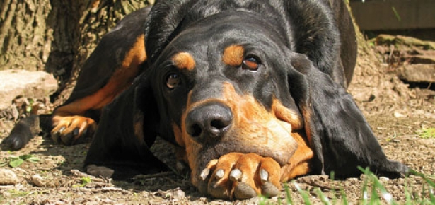 Are Black and Tan Coonhound Good With Cats