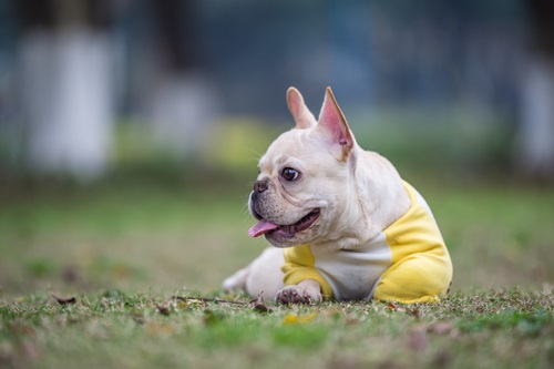 Best Anti-Flea and Tick for French Bulldog