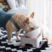 Best Automatic Dog Feeders For French Bulldogs