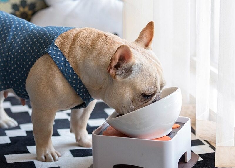 Best Automatic Dog Feeders For French Bulldogs