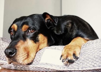 Best Dog Bed For Black and Tan Coonhound