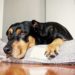 Best Dog Bed For Black and Tan Coonhound