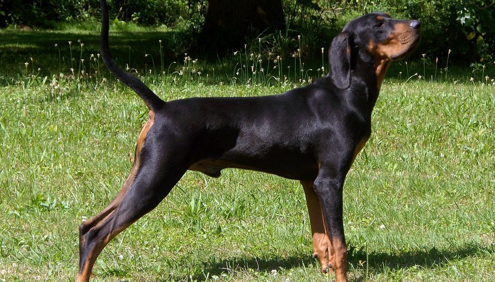 Best Dog Shampoo For Black and Tan Coonhound
