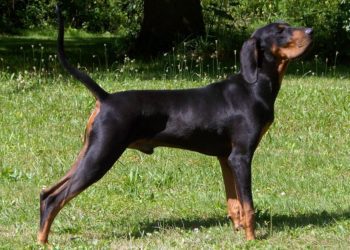 Best Dog Shampoo For Black and Tan Coonhound