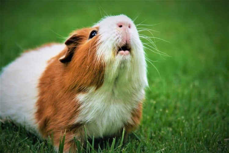 7 Best Guinea Pig Carrier for 2024 MyPetCareJoy