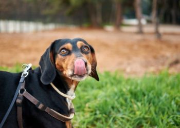 Best Leash Harness For Black And Tan Coonhound