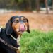 Best Leash Harness For Black And Tan Coonhound