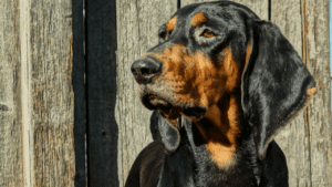 Black and Tan Coonhound With Cats