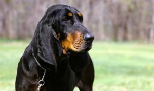 Black and Tan-Coonhounds Bark A Lot