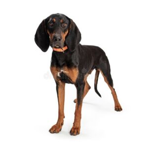 Black-and-tan coonhound