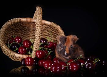 Can Guinea Pigs Eat Cherries