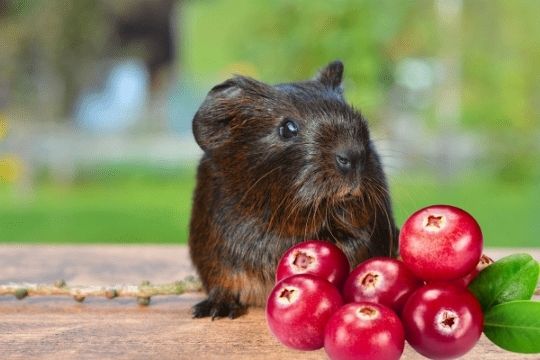 Can Guinea Pigs Eat Cranberries