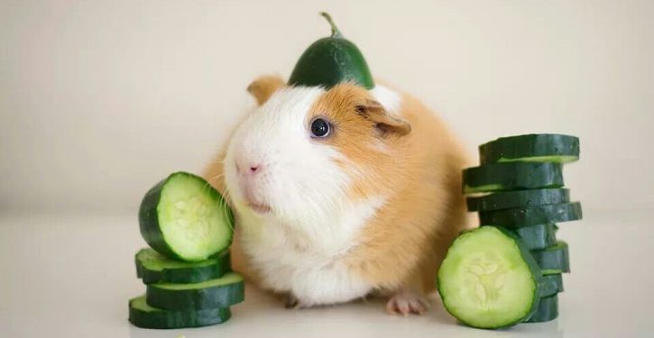 Can Guinea-Pigs Eat Cucumbers