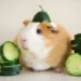 Can Guinea-Pigs Eat Cucumbers