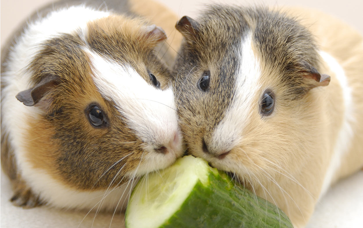 Can Guinea Pigs Eat Cucumbers? | MyPetCareJoy