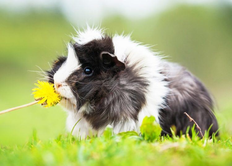 Detailed Can Guinea Pigs Eat Pickles Scene Digital Art Detailed Can Guinea Pigs Eat Pickles Scene Digital Art