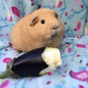 Can Guinea-Pigs Eat Eggplant