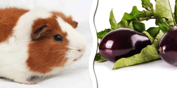 Can Guinea Pigs Eat Eggplant