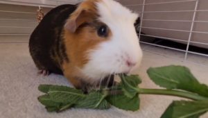 Can Guinea-Pigs Eat Mint