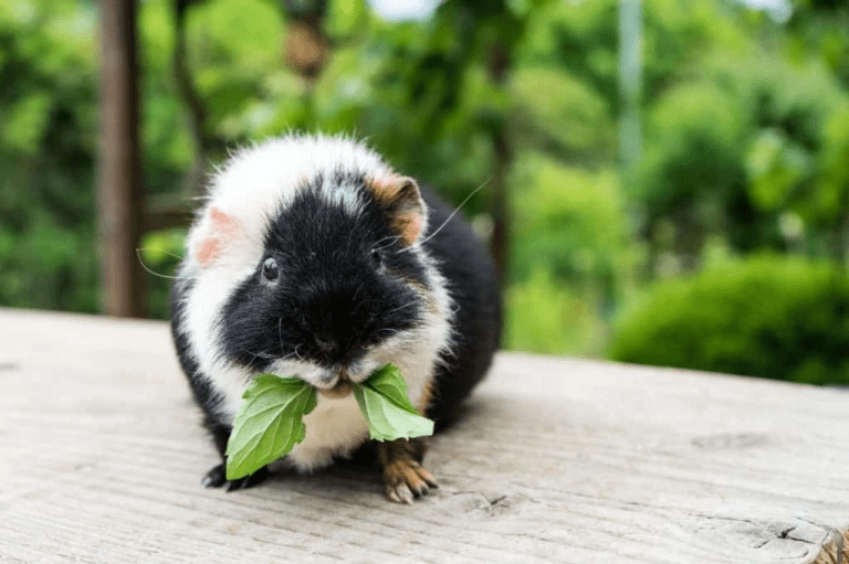 What To Feed Baby Guinea Pigs? MyPetCareJoy