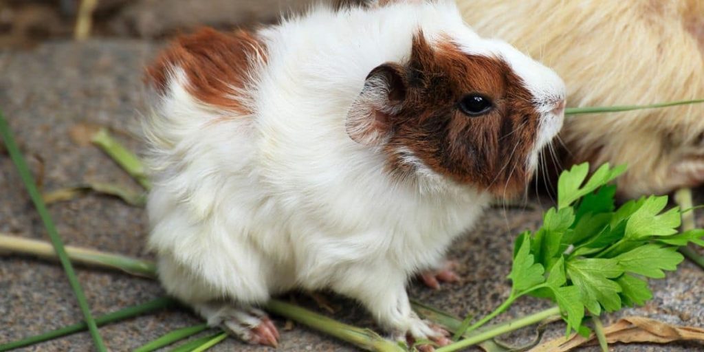 Can Guinea Pigs Eat Parsley | MyPetCareJoy