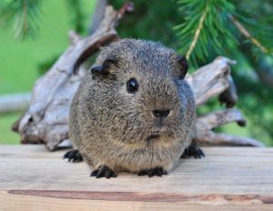 Can Guinea Pigs Eat Pickles or Not