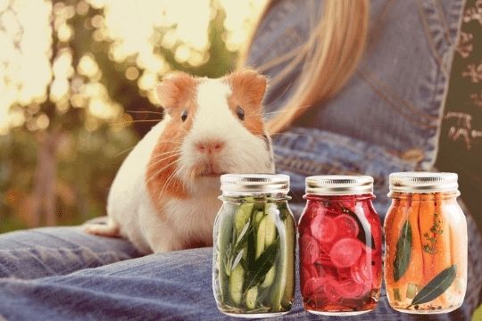 Can Guinea Pigs Eat Pickles