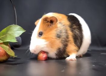 Can Guinea Pigs Eat Plums