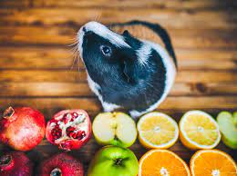 Can Guinea-Pigs Eat Pomegranate