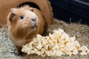 Can Guinea-Pigs Eat Popcorn