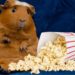 Can Guinea Pigs Eat Popcorn