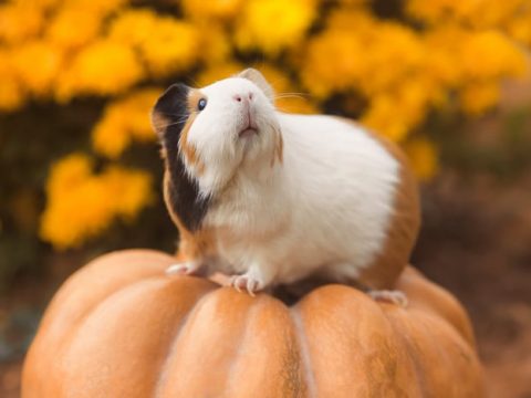 Can Guinea Pigs Eat Pumpkin