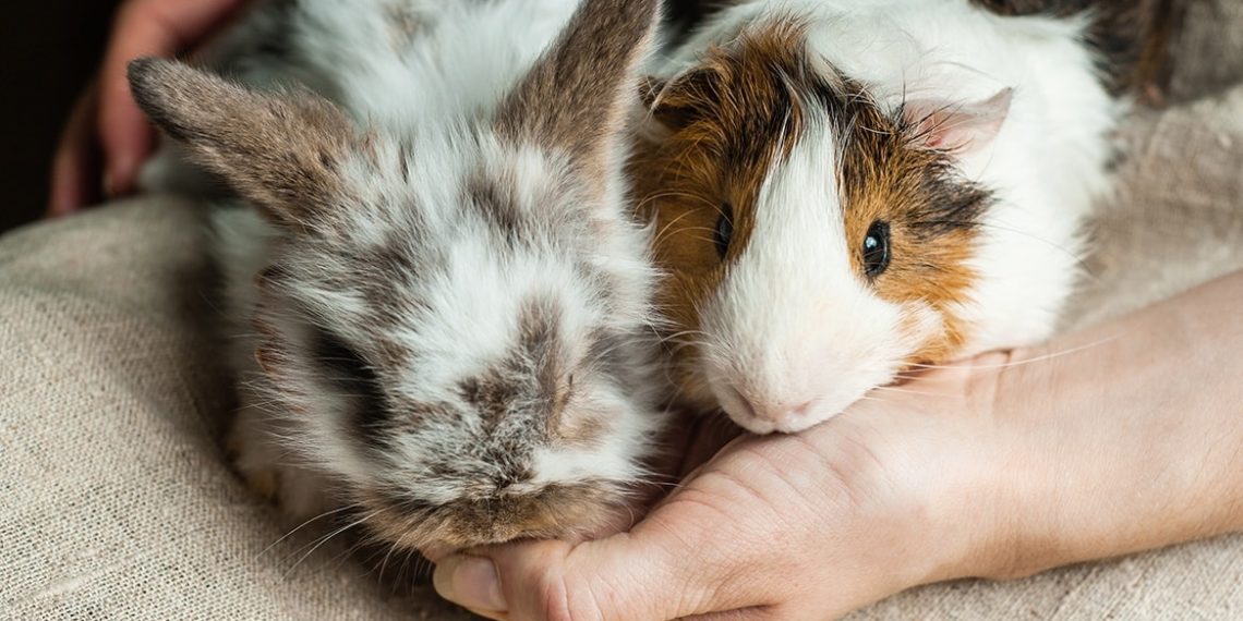 Can Guinea Pigs Eat Rabbit Food? | MyPetCareJoy