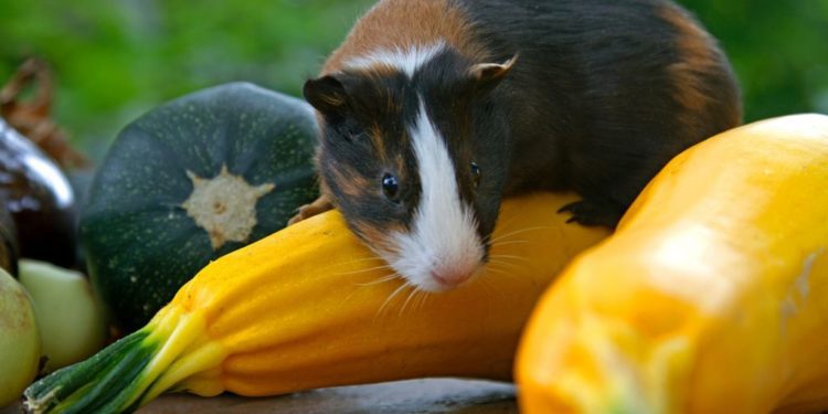 Can Guinea Pigs Eat Zucchini And Squash