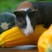 Can Guinea Pigs Eat Zucchini And Squash