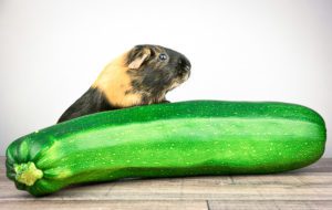 Can Guinea Pigs Eat Zucchini- Squash