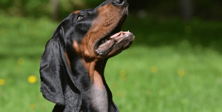 Do Black and Tan Coonhounds Bark A Lot