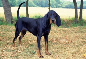 Everything About Black and Tan Coonhound