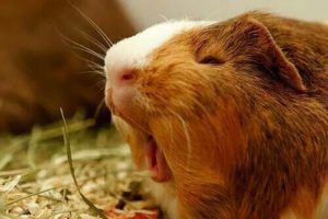 Guinea Pig Yawinng