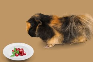 Guinea Pigs Eat Cranberries