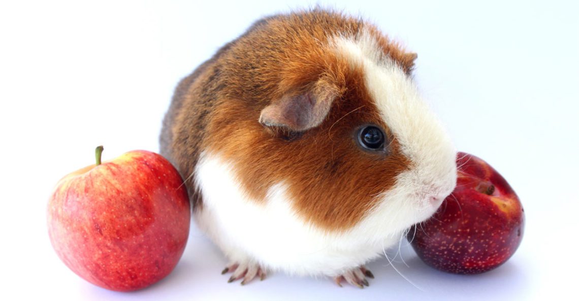 Can Guinea Pigs Eat Plums? MyPetCareJoy