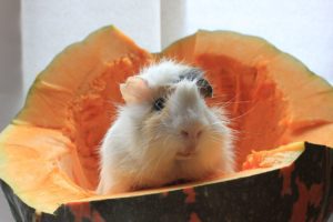 Guinea Pigs Eat Pumpkin