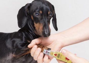 How To Cut Black and Tan Coonhound Claws