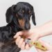 How To Cut Black and Tan Coonhound Claws
