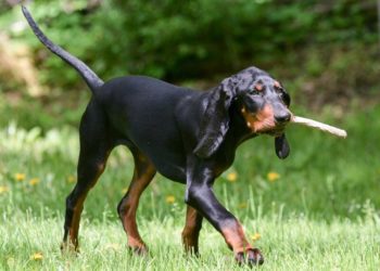 How To Train A Black and Tan Coonhound