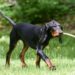 How To Train A Black and Tan Coonhound