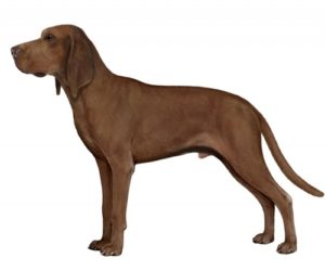 Redbone coonhound
