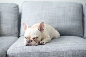 Should You Let Your French-Bulldog On The Couch