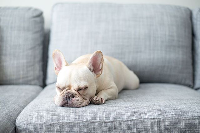 Should You Let Your French Bulldog On The Couch? | MyPetCareJoy